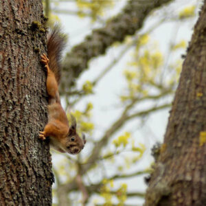 Voverytė ant medžio