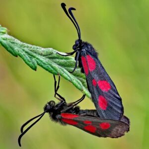 Du drugeliai su raudonais taškeliais